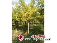 金叶榆,河北金叶榆,金叶榆价格,河北榆树_保定金叶榆基地图1