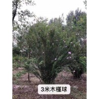 [红花木槿批发] 独杆大花木槿,木槿球价格 - 保定领越园林