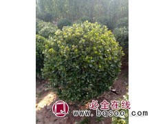 黄杨价格_基地直销_低于市场价格_成活后再付款 山东黄杨球价格 桂珍花卉苗木图1
