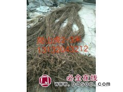 带盆20-30爬山虎，专供爬山虎，天津爬山虎小苗 爬山虎价格图1