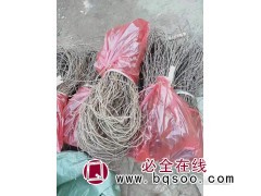 带盆20-30爬山虎，专供爬山虎，天津爬山虎小苗 爬山虎价格图2