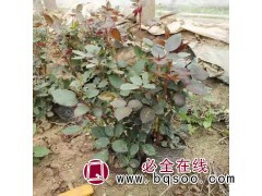 各类月季花卉出售_型号齐全_实地货源 山东月季 美腾花卉图1