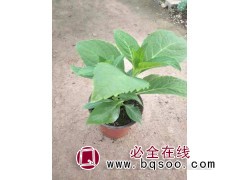 绣球花价格 杯大花绣球花杯苗批发出售 盆栽植物 美腾花卉图1