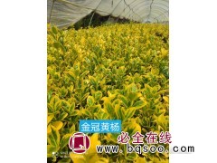 金冠黄杨 青州金冠黄杨 大量批发 金冠黄杨批发 山东美腾花卉图1