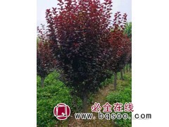 红叶李的价格行情_山东精品红叶李_抗病强_行道绿化 鼎赫苗木图1
