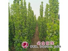 山东北海道黄杨 花木基地 约5万棵北海道黄杨 聚盛园林图1