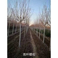 高杆樱花_新品种成品苗_育美花卉纯正绝无假冒  山东樱花基地