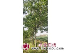 栾树价格表【笑笑园林】大型栾树价格表_种植基地 江苏栾树图1