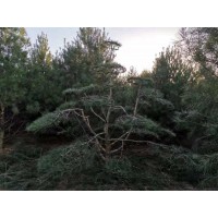 3米油松//3米油松-泽章园林绿化苗木-大型造型松 造型松
