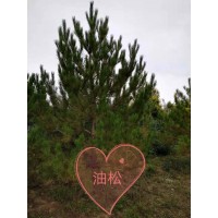 造型油松 造型油松价格 造型油松大树 有良种植专业合作社