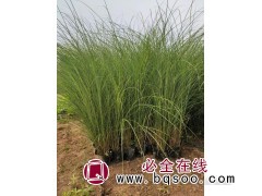 细叶芒图1