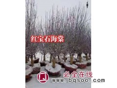 红宝石海棠图1