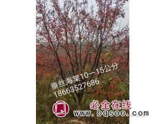 垂丝海棠图1