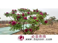 百年牡丹树图1