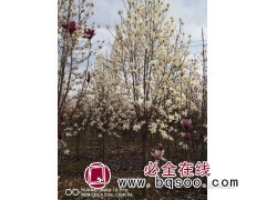 白玉兰1-30公分供应 白玉兰价格 南阳玉兰基地 天生园林图1