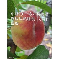 中蟠101桃树苗