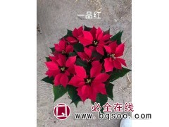 格优惠的一品红 选择涵淇花卉 一品红供应商 棵棵品质好图1