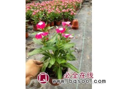 青州花卉 山东长春花 长春花批发 租摆长春花 涵淇花卉苗木图1