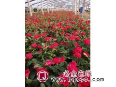 月季花钵苗- 大花月季花价格批发价格 青州花卉 涵淇花卉图1