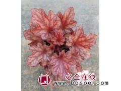 桃色火焰(大苗)，稀有品种，数量不多一颗十五包邮 涵淇花卉图1