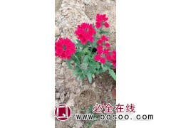 美女樱苗 细叶美女樱 宿根美女樱 杯苗美女樱价格 涵淇花卉图1