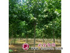 法桐树优选种植_山东法桐基地-瑞虎苗木@法桐行道树价格表图1