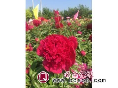 观赏芍药苗 多色芍药杯苗 菏泽芍药苗 山东花木 花乡芍药园图1
