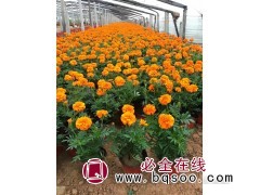 万寿菊基地 万寿菊苗 种植南非万寿菊 青州花卉 英尧花卉苗木图1