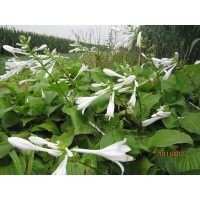 白玉簪种植、白玉簪基地、白玉簪栽培—河北省安国市英欣花卉
