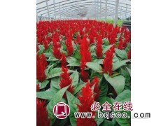 优质一串红多少钱-优选青州宏胜花卉苗木一串红多少钱 串红钵苗图1
