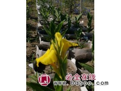 黄花大花美人蕉价格 东北美人蕉价格 美人蕉批发价格 新城苗圃图1