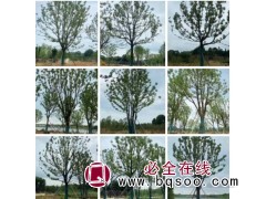 香樟树的价格_永隆苗木基地_益阳香樟树基地_大规格香樟树价格图1