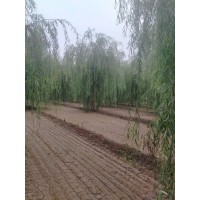 本基地大量供应垂柳的价格_河北柳树-保定正凯园林 柳树基地