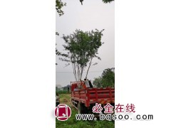 丛生五角枫报价_河北苗木网_大规格丛生五角枫-保定正凯园林图1