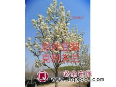 彩叶豆梨克利夫兰_衡水馨路园林苗木 河北苗木网 彩叶豆梨图1