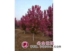 专业绚丽海棠 河北苗木网 海棠价格 博野县振兴苗圃场图1