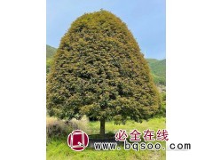 四川四季金桂树移植苗 全冠四季金桂批发价格 宁波山水园林图1