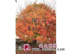 12公分鸡爪械报价 宁波山水园林 四川鸡爪械基地 四川苗木网图1