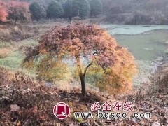 羽毛枫价格表 浙江苗木 羽毛枫造型树 羽毛枫 宁波山水园林图1