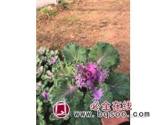 羽衣甘蓝 耐寒羽衣甘蓝 山东青州羽衣甘蓝 涵淇花卉苗木图1