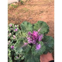 羽衣甘蓝 耐寒羽衣甘蓝 山东青州羽衣甘蓝 涵淇花卉苗木