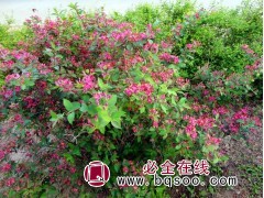 忍冬批发价格采购_忍冬哪里便宜 青州花卉 好全花卉 忍冬苗图1