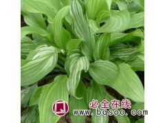 玉簪多少钱一株 东北花叶玉簪种苗 花叶玉簪量惠,宏运宿根花卉图1