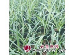 麦冬草多少钱一平方_低价各类麦冬草出售_永丽苗木 麦冬草图1