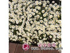 大量供应进口小雏菊种子 雏菊种子批发 种植简单 鑫达莱园艺图1