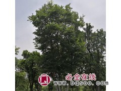 丛生朴树_朴树价格-安徽滁州市家传苗木合作社-安徽苗木图1