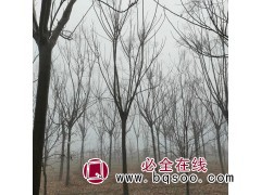 栾树图1