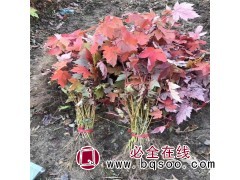 美国红枫苗价格合理_京鲁苗圃场_美国红枫扦插苗-山东苗木图1