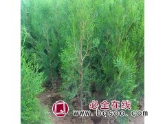 侧柏_苗木销售基地_价格低 河南侧柏苗基地 兴盛苗木图1