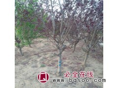 碧桃图1
